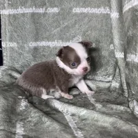 Faline Long Coat Micro , a female Chihuahua for sale in Spiro, OK – 2 of 7