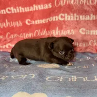 Shoko Short Coat Chocolate , a female Chihuahua for sale in Spiro, OK – 2 of 6