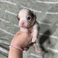 Drysdale Long Coat Merle, a male Chihuahua for sale in Spiro, OK – 3 of 9