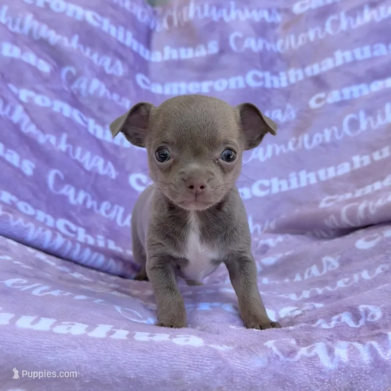 Star Lavender Short Coat – Chihuahua puppy for sale in Spiro, OK