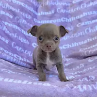 Star Lavender Short Coat, a female Chihuahua for sale in Spiro, OK – 1 of 10