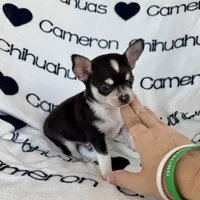 Tip Black Tri SC, a male Chihuahua for sale in Spiro, OK – 3 of 9