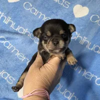 Jed Short Coat , a male Chihuahua for sale in Spiro, OK – 4 of 9