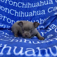 Freedom Lavender Short Coat, a male Chihuahua for sale in Spiro, OK – 4 of 10