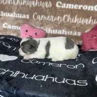 Bliss Blue Long Coat AKC ACA, a female Chihuahua for sale in Spiro, OK – 4 of 10