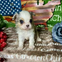 Drysdale Flashy Merle, a male Chihuahua for sale in Spiro, OK – 7 of 10