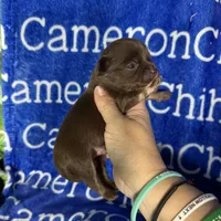 Rolo Long Coat, a male Chihuahua for sale in Spiro, OK – 10 of 10