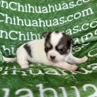 Bliss Blue Long Coat AKC ACA, a female Chihuahua for sale in Spiro, OK – 2 of 9