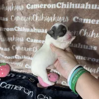Brie Blue Long coat , a female Chihuahua for sale in Spiro, OK – 7 of 10