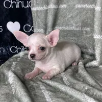 Chloe Smooth Coat Cream, a female Chihuahua for sale in Spiro, OK – 4 of 10