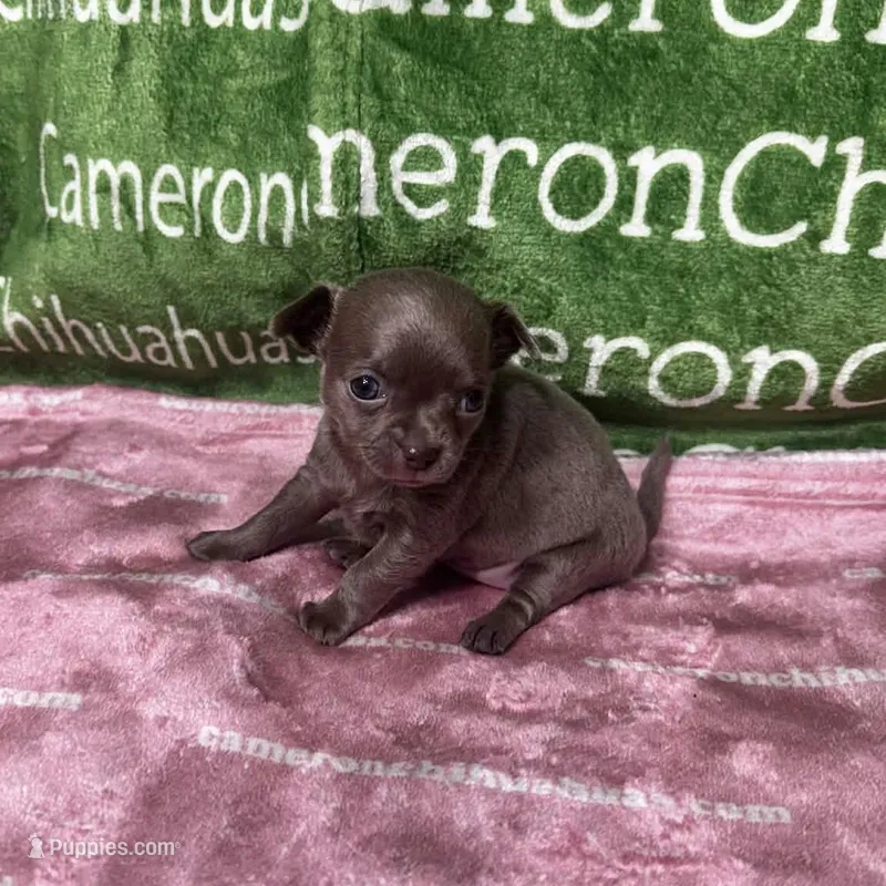 Liberty Tiny Lavender Short Coat – Chihuahua puppy for sale in Spiro, OK