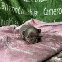 Liberty Tiny Lavender Short Coat, a female Chihuahua for sale in Spiro, OK – Photo 4 of 10