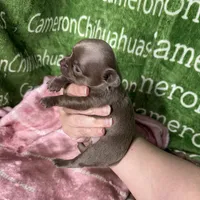 Liberty Tiny Lavender Short Coat, a female Chihuahua for sale in Spiro, OK – Photo 7 of 10