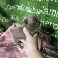 Liberty Tiny Lavender Short Coat, a female Chihuahua for sale in Spiro, OK – Photo 8 of 10