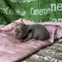 Liberty Tiny Lavender Short Coat, a female Chihuahua for sale in Spiro, OK – Photo 5 of 10