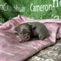 Liberty Tiny Lavender Short Coat, a female Chihuahua for sale in Spiro, OK – Photo 6 of 10