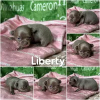 Liberty Tiny Lavender Short Coat, a female Chihuahua for sale in Spiro, OK – Photo 9 of 10