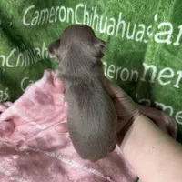 Liberty Tiny Lavender Short Coat, a female Chihuahua for sale in Spiro, OK – Photo 3 of 10