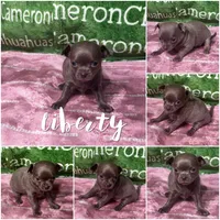 Liberty Tiny Lavender Short Coat, a female Chihuahua for sale in Spiro, OK – 8 of 10