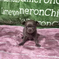 Liberty Tiny Lavender Short Coat, a female Chihuahua for sale in Spiro, OK – 7 of 10