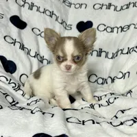 processed/b34f0c63-01cf-4e40-b390-098fb949676c/listing/56ca0cf4-1d3a-420e-9c79-599f3c4ab5a0/33883c81-1166-49db-aa85-cc0e9710a446