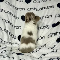 processed/b34f0c63-01cf-4e40-b390-098fb949676c/listing/56ca0cf4-1d3a-420e-9c79-599f3c4ab5a0/6bc3dfa8-a146-4b5c-8b70-e6d6b7b9a50c