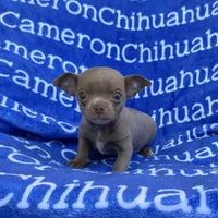 Freedom Lavender Short Coat, a male Chihuahua for sale in Spiro, OK – 2 of 10