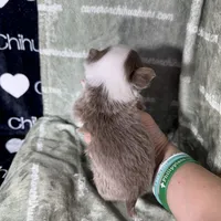 Faline Long Coat Micro , a female Chihuahua for sale in Spiro, OK – 5 of 7