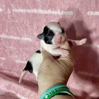 Sage Tiny Long Coat, a female Chihuahua for sale in Spiro, OK – 4 of 7