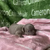 Star Lavender Short Coat, a female Chihuahua for sale in Spiro, OK – Photo 5 of 10