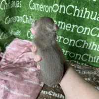 Star Lavender Short Coat, a female Chihuahua for sale in Spiro, OK – Photo 7 of 10