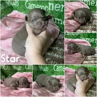 Star Lavender Short Coat, a female Chihuahua for sale in Spiro, OK – Photo 10 of 10
