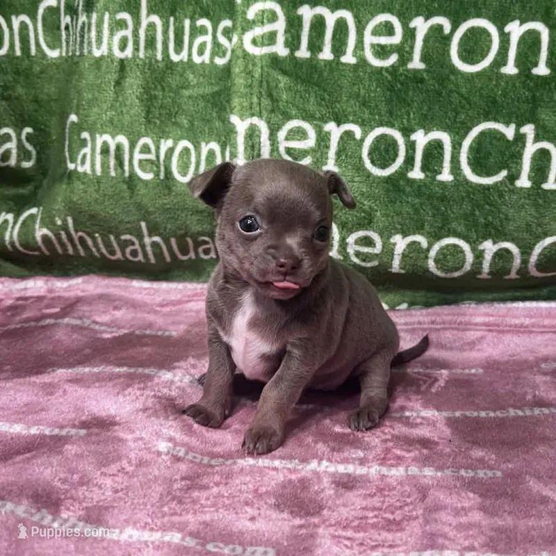 Star Lavender Short Coat – Chihuahua puppy for sale in Spiro, OK
