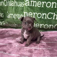 Star Lavender Short Coat, a female Chihuahua for sale in Spiro, OK – 7 of 10