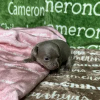 Star Lavender Short Coat, a female Chihuahua for sale in Spiro, OK – Photo 2 of 10
