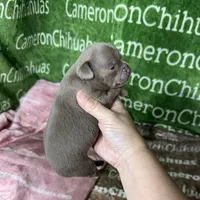 Star Lavender Short Coat, a female Chihuahua for sale in Spiro, OK – Photo 8 of 10