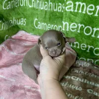 Star Lavender Short Coat, a female Chihuahua for sale in Spiro, OK – Photo 6 of 10