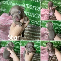 Star Lavender Short Coat, a female Chihuahua for sale in Spiro, OK – Photo 9 of 10
