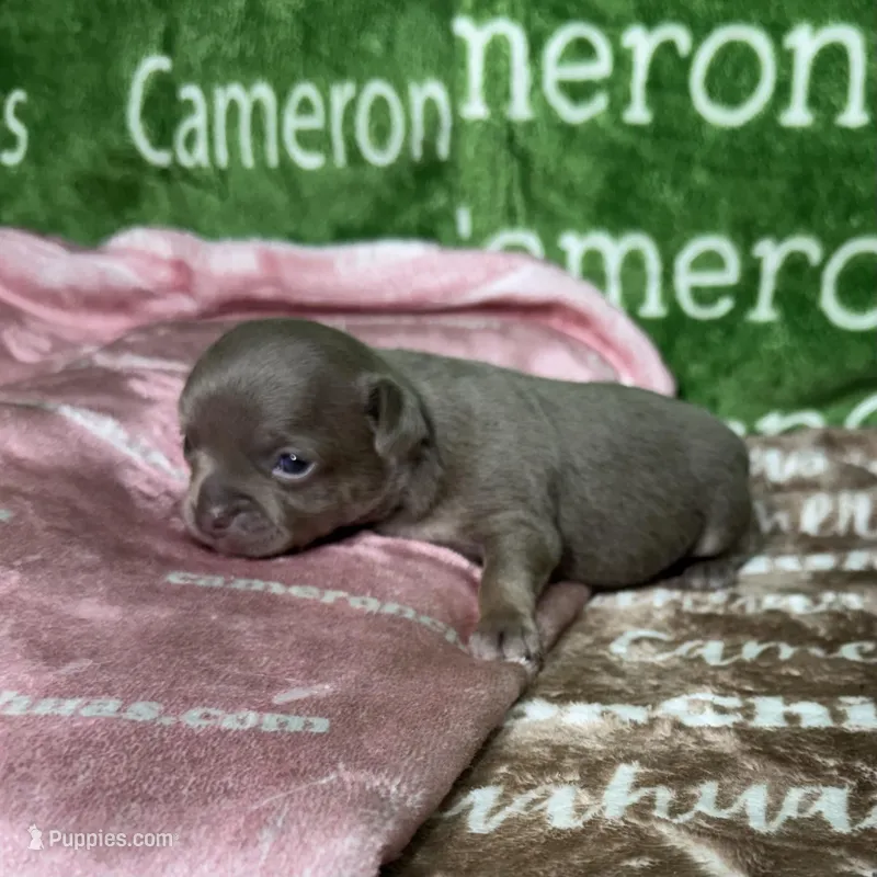 Star Lavender Short Coat, a female Chihuahua for sale in Spiro, OK – Photo 1 of 10