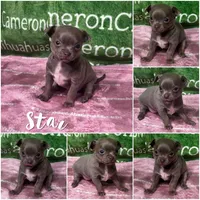Star Lavender Short Coat, a female Chihuahua for sale in Spiro, OK – 9 of 10