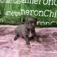 Star Lavender Short Coat, a female Chihuahua for sale in Spiro, OK – 8 of 10
