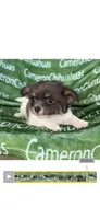 Blue long coat AKC ACA, a male Chihuahua for sale in Spiro, OK – 2 of 10