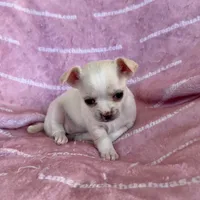 Chloe Smooth Coat Cream, a female Chihuahua for sale in Spiro, OK – 8 of 10