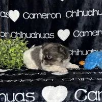 Blue long coat AKC ACA, a male Chihuahua for sale in Spiro, OK – 8 of 10