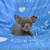 Honor Lavender Tricolor Short Ct, a male Chihuahua for sale in Spiro, OK – 2 of 10