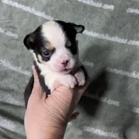 Jethro Short Coat, a male Chihuahua for sale in Spiro, OK – 3 of 8