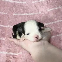 EllieMay Long Coat, a female Chihuahua for sale in Spiro, OK – 4 of 10