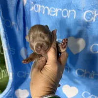 Barley Long Coat Lavender, a male Chihuahua for sale in Spiro, OK – 4 of 10