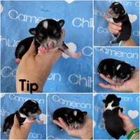 Tip Black Tri SC, a male Chihuahua for sale in Spiro, OK – 5 of 10