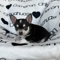 Tip Black Tri SC, a male Chihuahua for sale in Spiro, OK – 2 of 9